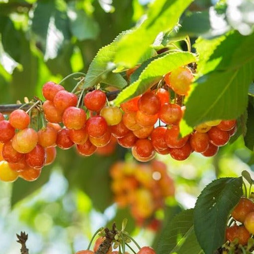 Prunus avium 'Rainier' Semi-Dwarf Cherry, 7 Gallon Tree