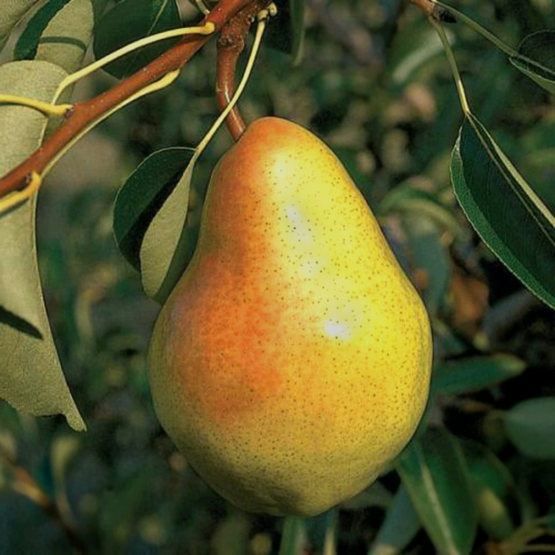 Pyrus communis 'Bartlett' Dwarf European Pear, 7 Gallon Tree