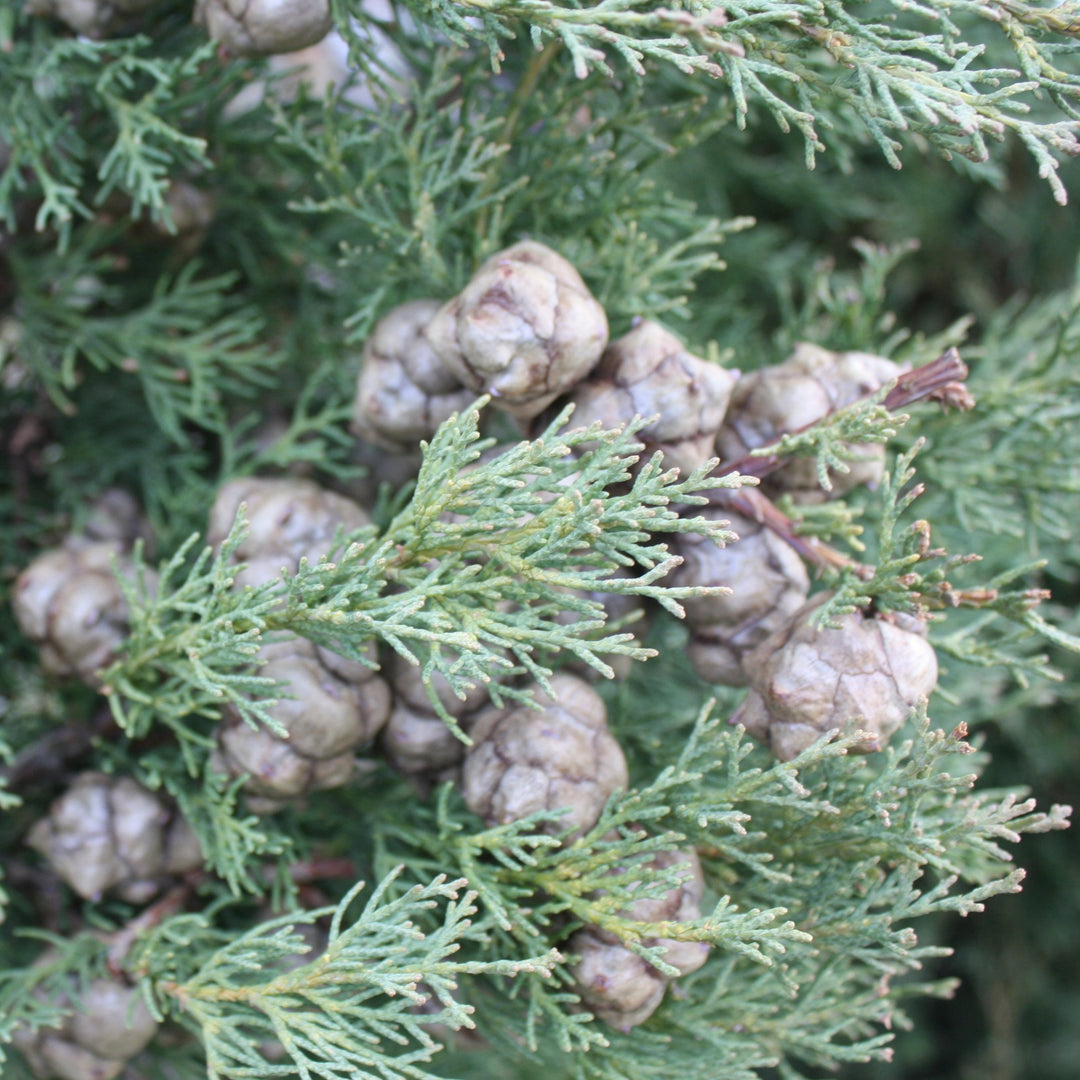 Cupressus sempervirens 'Glauca' Italian Blue Cypress, 5 Gallon Tree