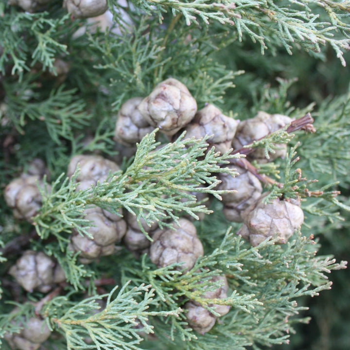 Cupressus sempervirens 'Glauca' Italian Blue Cypress, 5 Gallon Tree