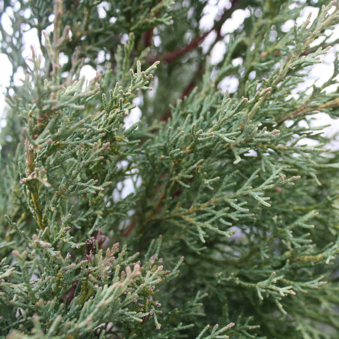Cupressus sempervirens 'Glauca' Italian Blue Cypress, 5 Gallon Tree