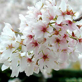 Prunus x yedoensis Yoshino Cherry, 15 Gallon Tree