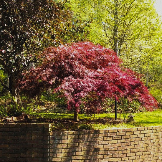 Acer palmatum 'Red Dragon' Japanese Maple, 7 Gallon Tree