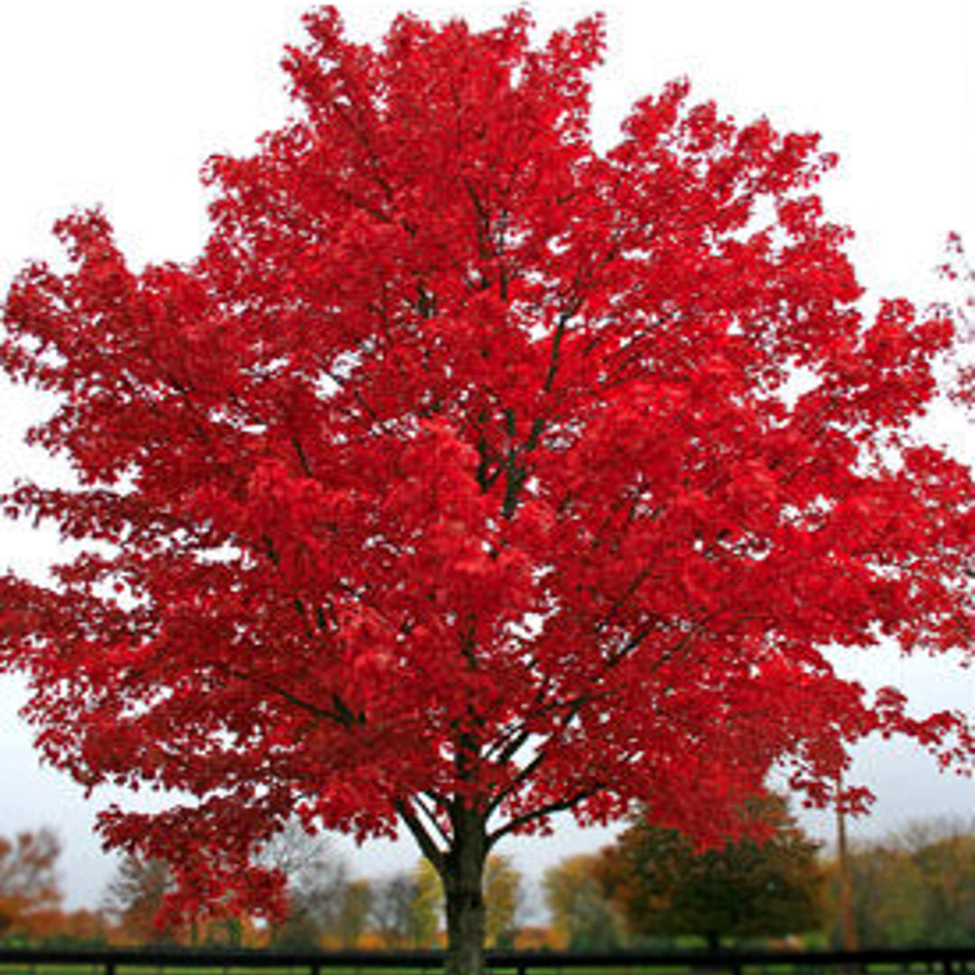 Acer rubrum 'October Glory' Red Maple, 15 Gallon Tree