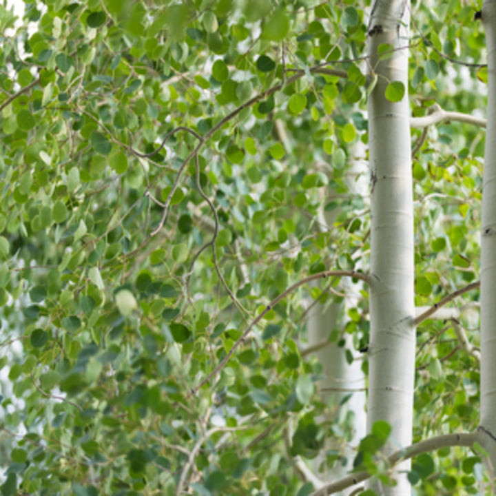 Populus tremuloides Quaking Aspen, 15 Gallon Tree