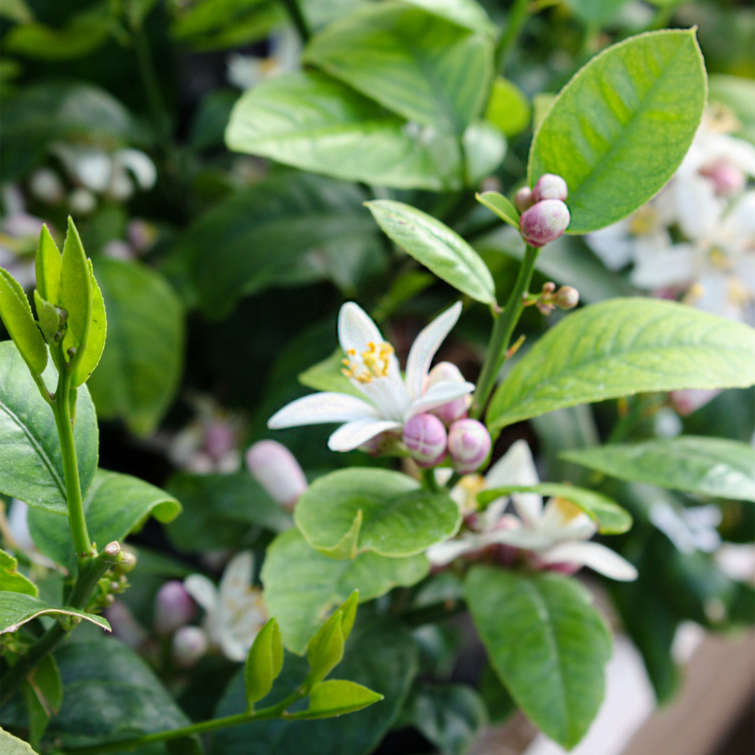 Citrus x meyeri 'Improved Meyer' Meyer's Lemon Tree, 1 Gallon Shrub