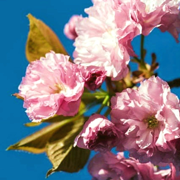 Prunus serrulata 'Kwanzan' Flowering Cherry, 15 Gallon Tree