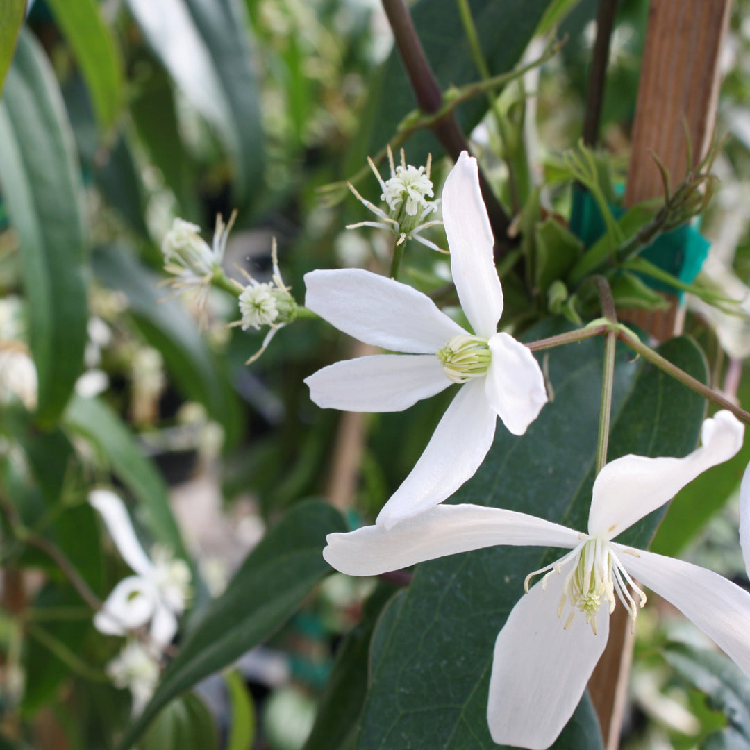 Clematis 'Snowdrift' Evergreen Clematis, 1 Gallon Vine