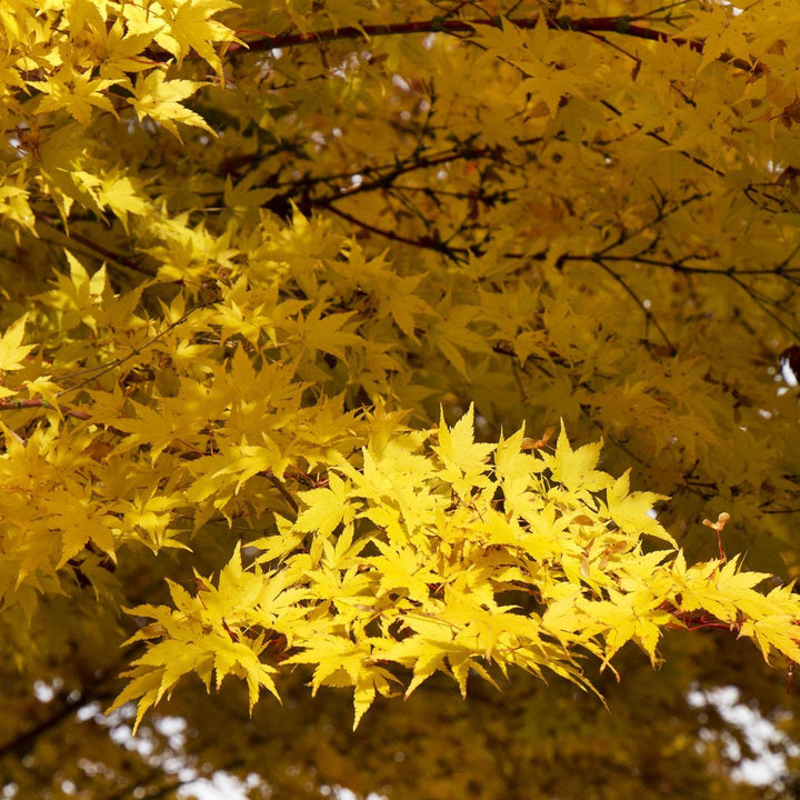 Acer palmatum 'Coral Bark' Japanese Maple, 7 Gallon Tree