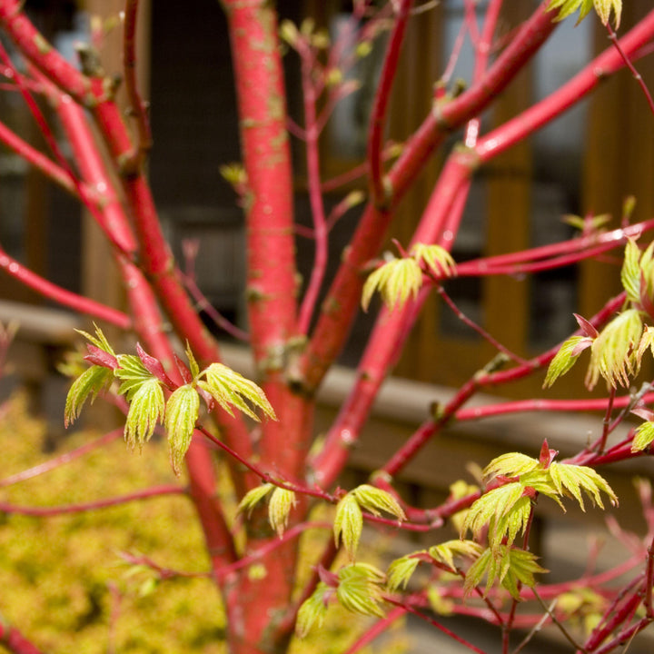 Acer palmatum 'Coral Bark' Japanese Maple, 7 Gallon Tree