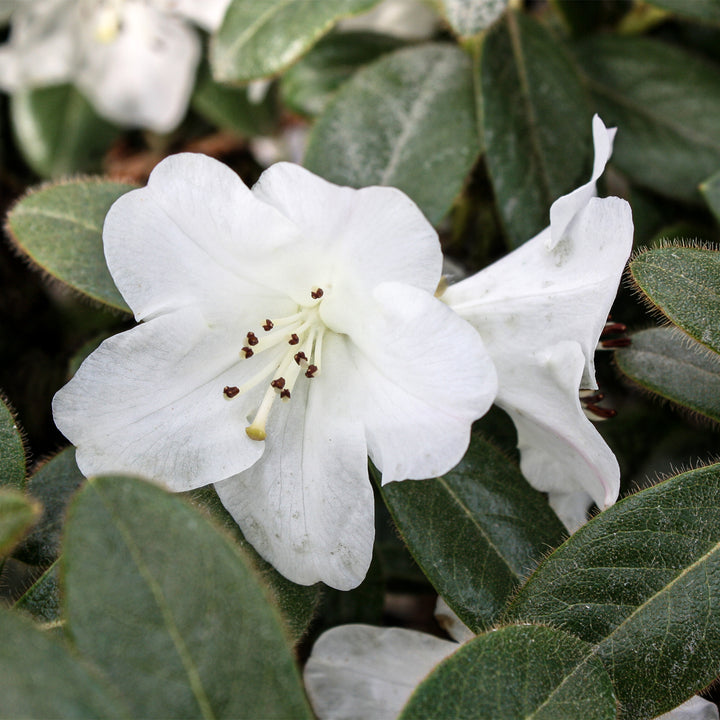 Rhododendron x 'Silver Sword' Azalea, 1 Gallon Shrub