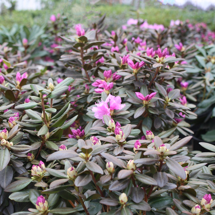 Rhododendron x 'Silver Sword' Azalea, 1 Gallon Shrub