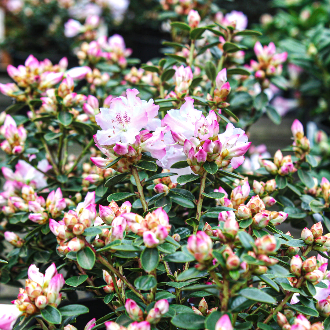 Rhododendron x 'Silver Sword' Azalea, 1 Gallon Shrub