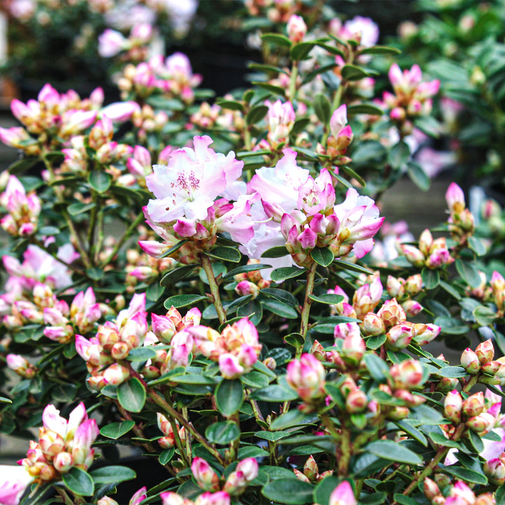 Rhododendron x 'Silver Sword' Azalea, 1 Gallon Shrub