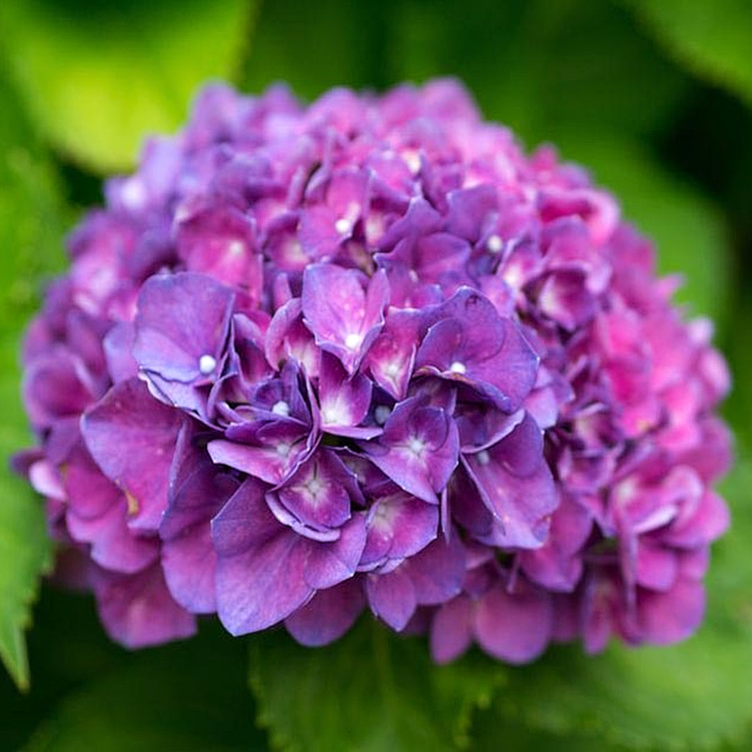 Hydrangea macrophylla 'Merritt's Supreme' Mophead Hydrangea, 2 Gallon Shrub
