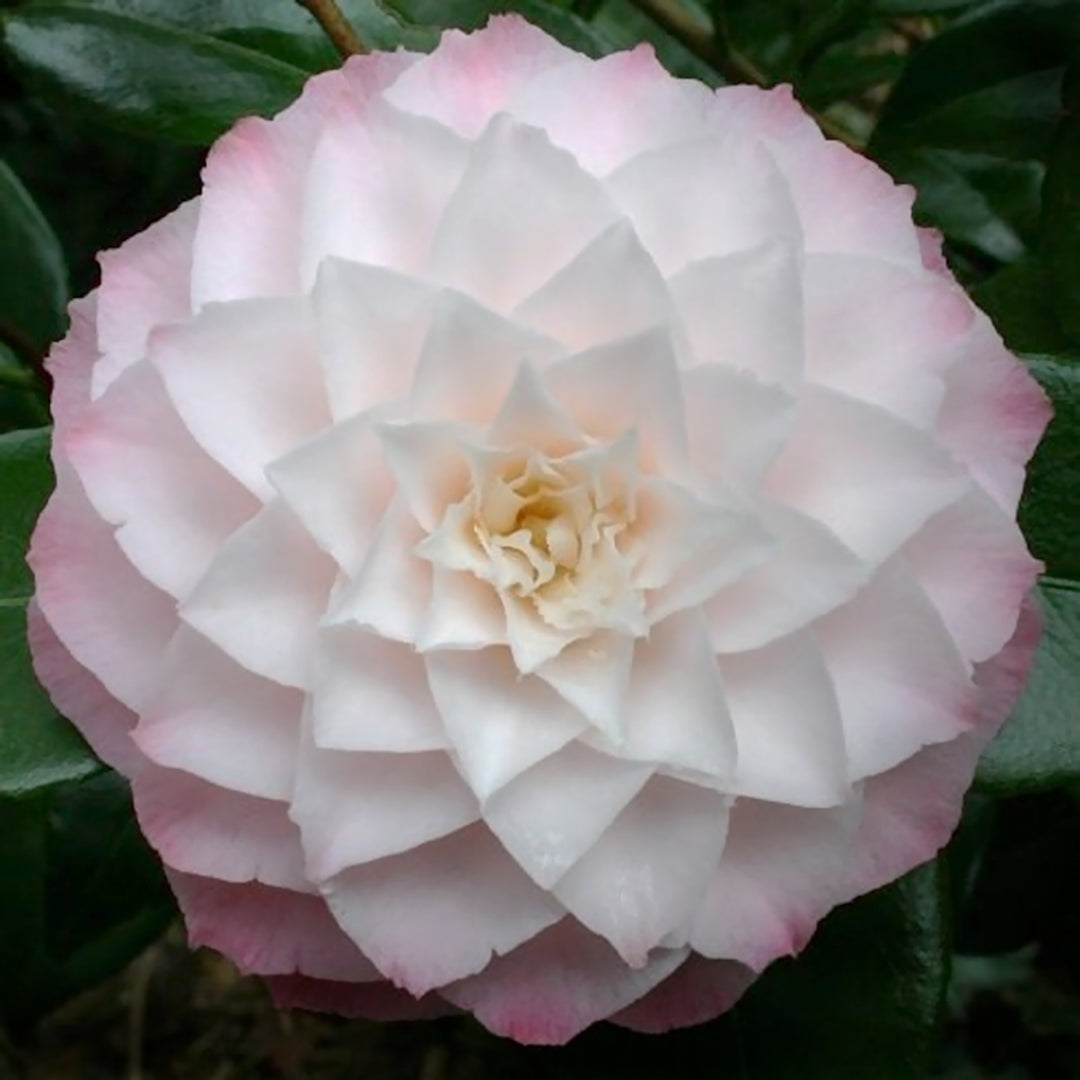 Camellia japonica 'Nuccio' Camellia, 5 Gallon Shrub