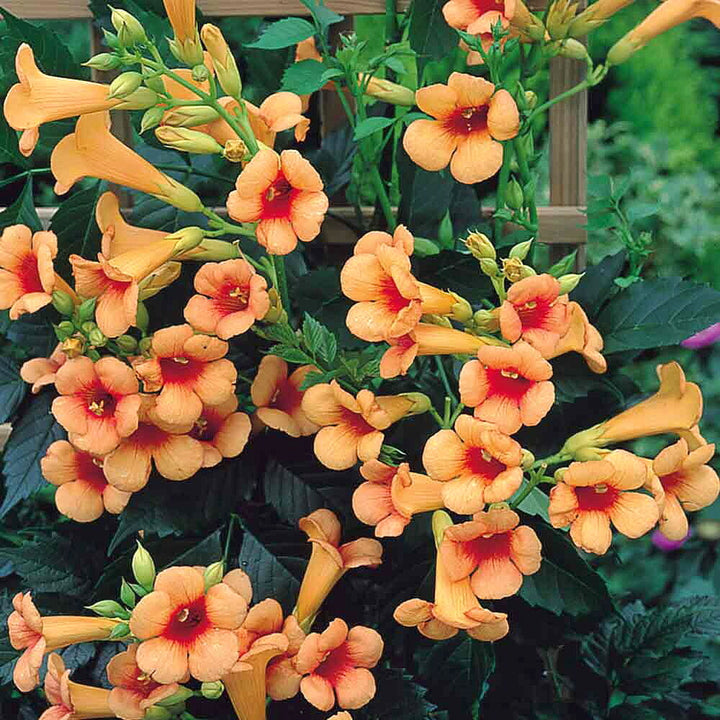 Campsis x tagliabuana 'Indian Summer' PP13139 Trumpet Creeper, 1 Gallon Vine