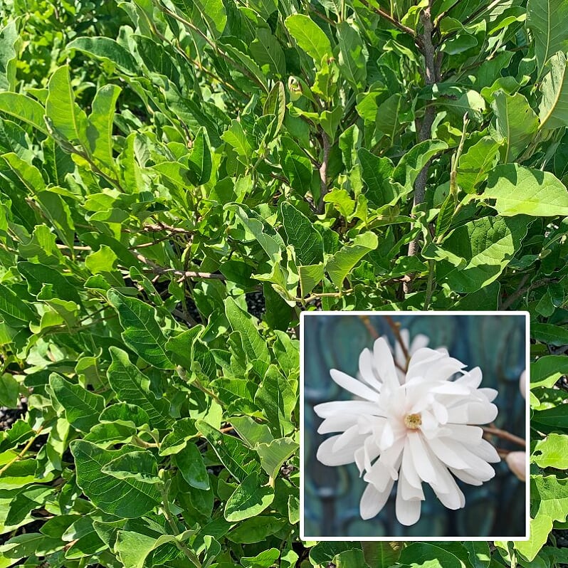 Magnolia stellata 'Royal Star' Star Magnolia, 7 Gallon Tree