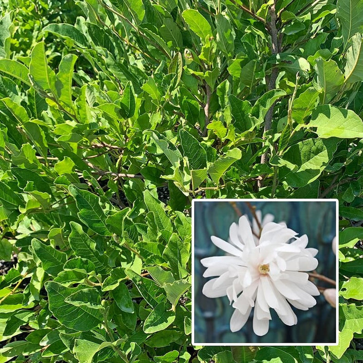 Magnolia stellata 'Royal Star' Star Magnolia, 7 Gallon Tree