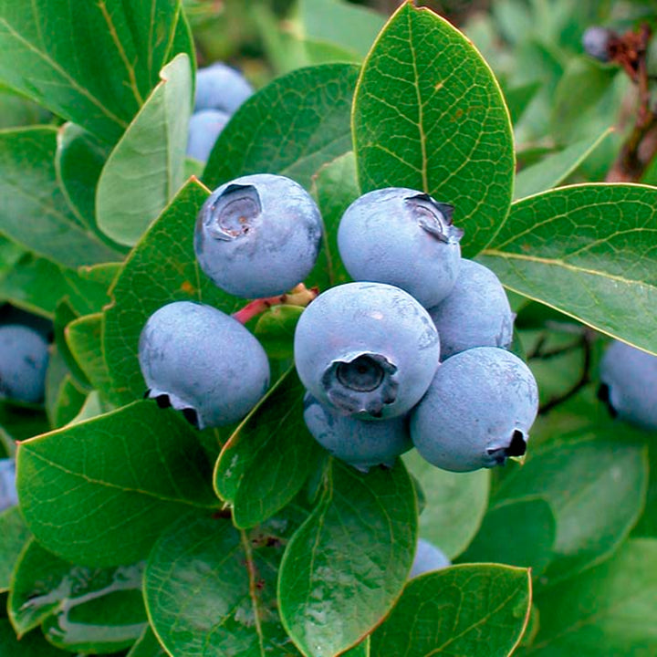 Vaccinium corymbosum 'Patriot' Highbush Blueberry, 1 Gallon Shrub