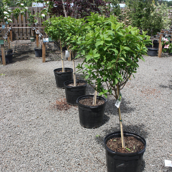 Hydrangea paniculata 'Limelight' PP12874 Panicle Hydrangea Tree, 10 Gallon Tree