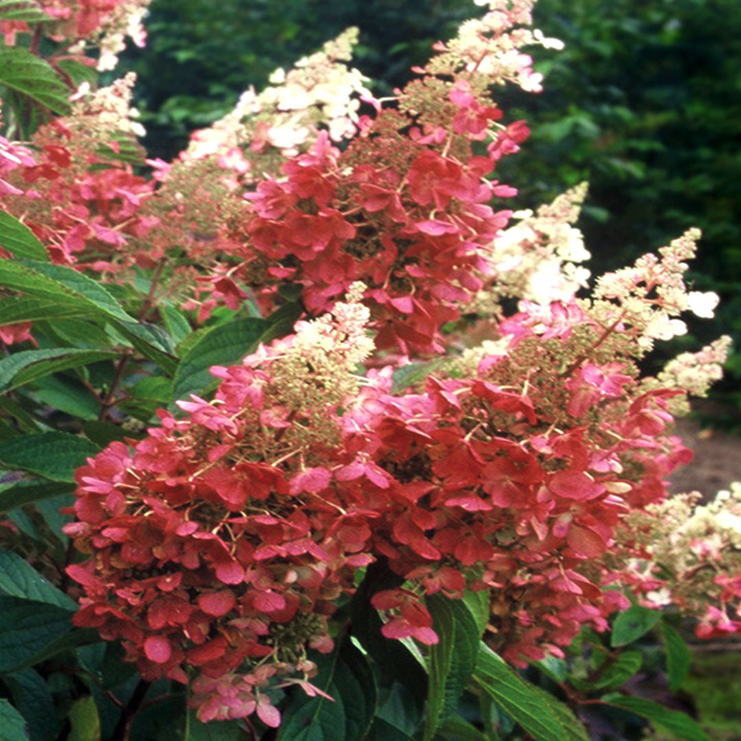 Hydrangea paniculata 'DVP PINKY' PP16166 Pinky Winky® Panicle Hydrangea, 2 Gallon Shrub