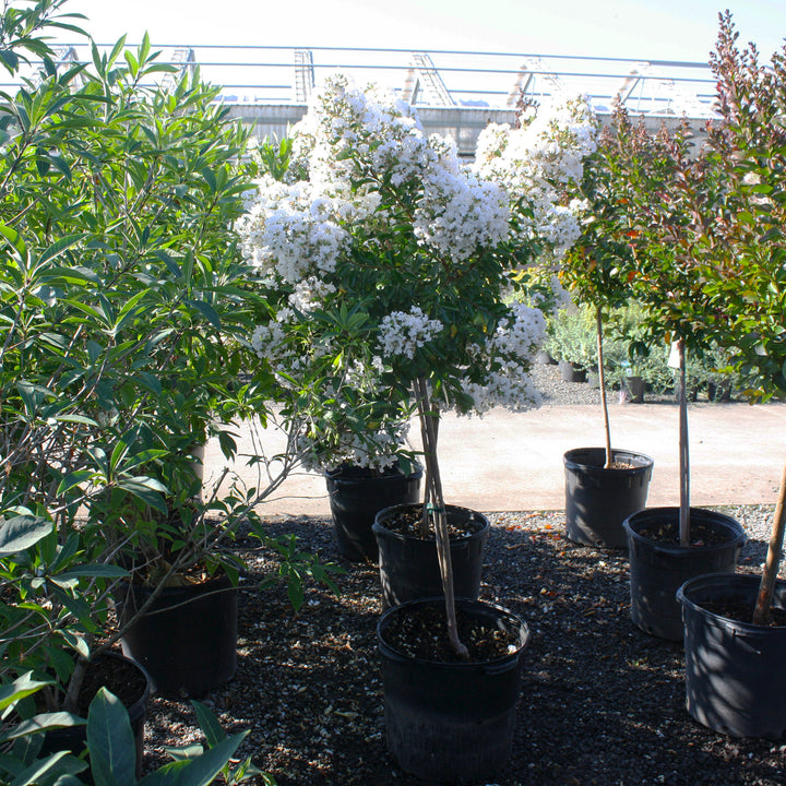 Lagerstroemia indica 'Pixie White' Crape Myrtle Tree, 10 Gallon Tree