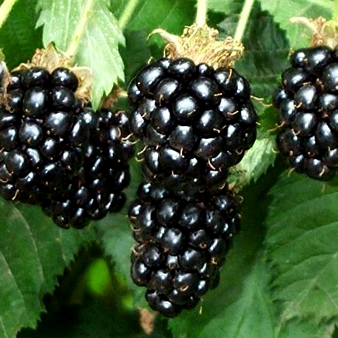 Rubus fructicosus 'Triple Crown' Blackberry, 1 Gallon Vine