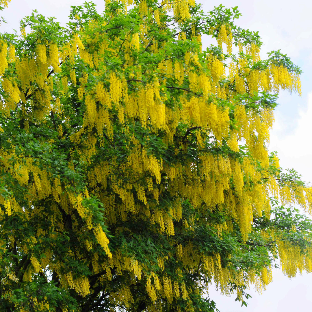 Laburnum x watereri 'Vossii' Golden Chain Tree, 15 Gallon Tree