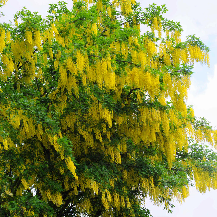 Laburnum x watereri 'Vossii' Golden Chain Tree, 15 Gallon Tree