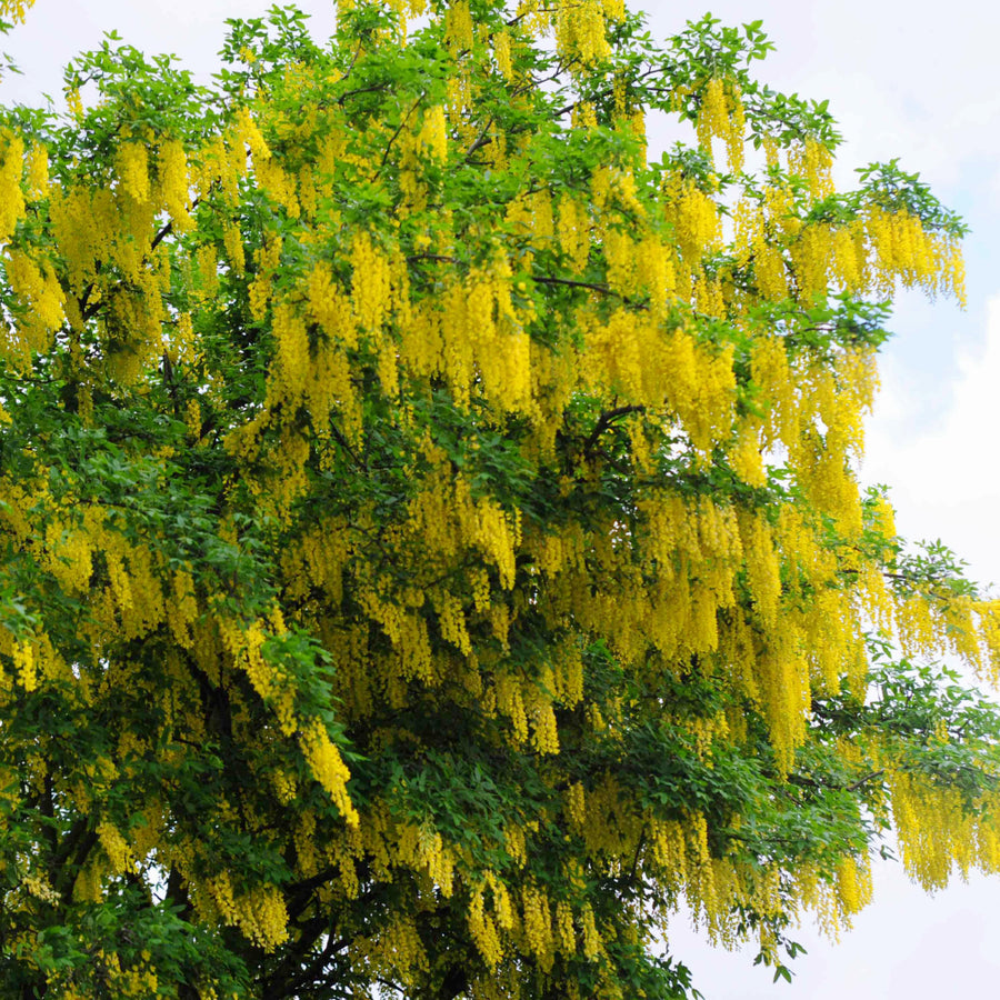 Golden Chain Tree – Al's Garden & Home
