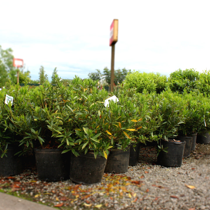 Prunus laurocerasus 'Otto Luyken' English Laurel, 7 Gallon Shrub