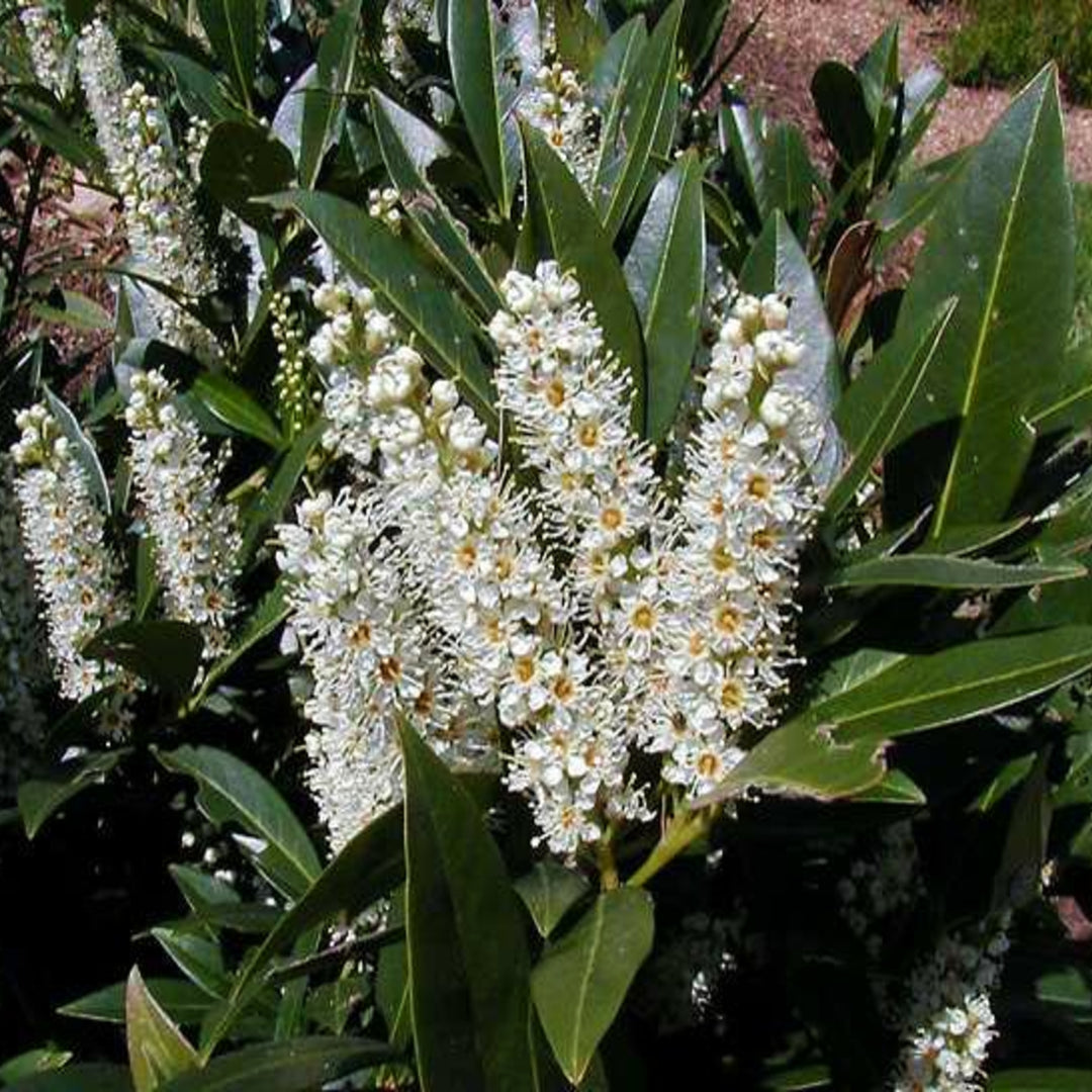 Prunus laurocerasus 'Otto Luyken' English Laurel, 7 Gallon Shrub