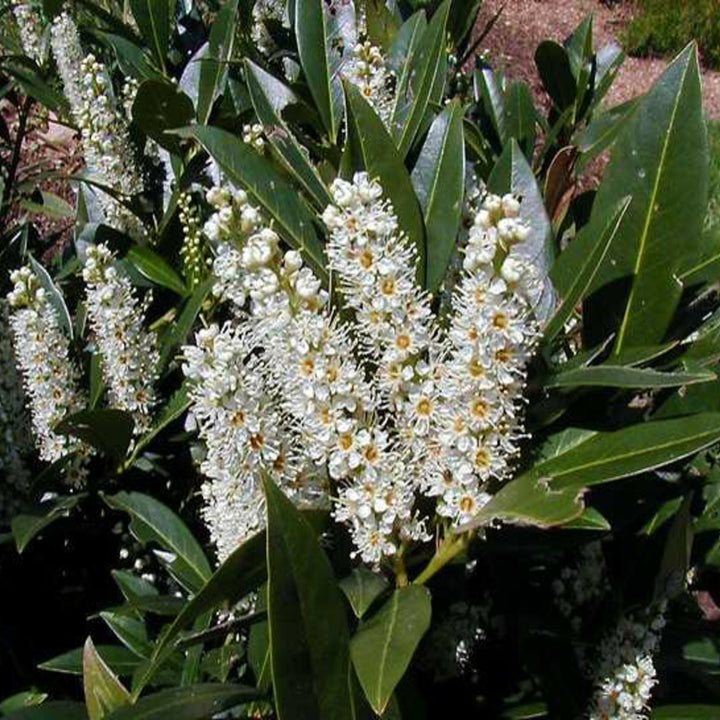 Prunus laurocerasus 'Otto Luyken' English Laurel, 7 Gallon Shrub