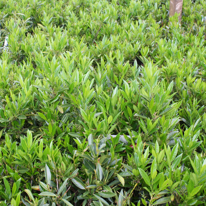 Prunus laurocerasus 'Otto Luyken' English Laurel, 7 Gallon Shrub