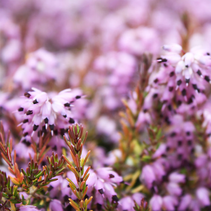 Erica x darleyensis 'Mary Helen' Cape Heather, 1 Gallon Shrub