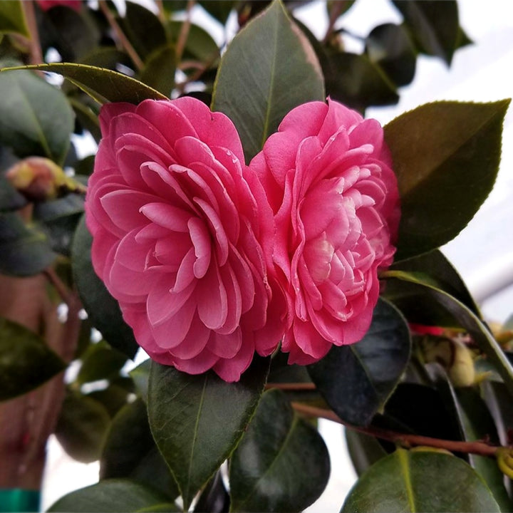 Camellia japonica 'Mathotiana Supreme' Camellia, 5 Gallon Shrub