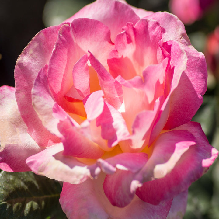 Rosa x 'Meibihars' California Dreamin' Hybrid Tea Rose Tree, 15 Gallon Tree