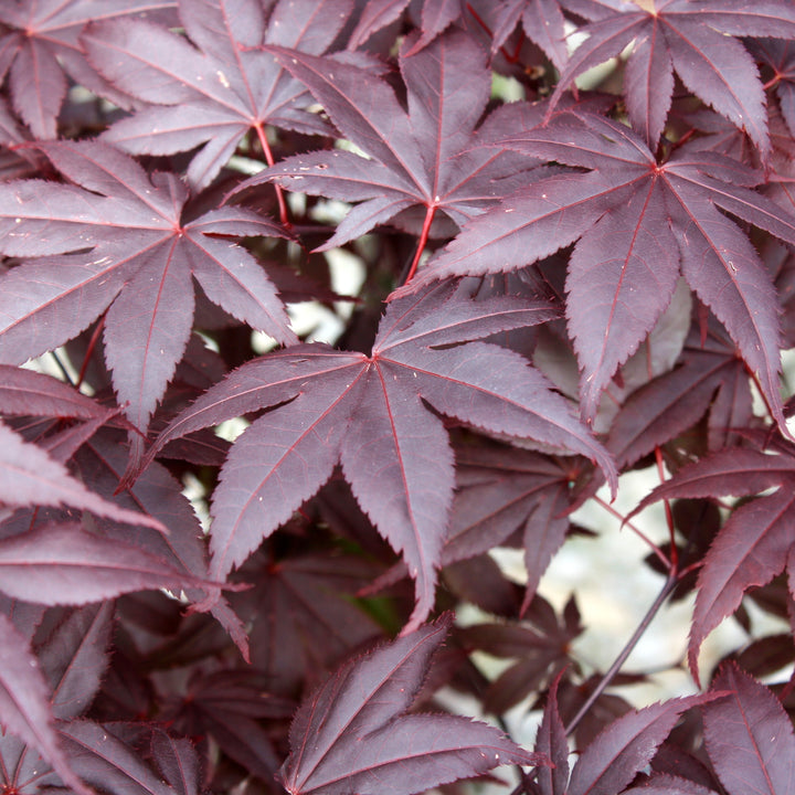 Acer palmatum 'Emperor' Japanese Maple, 7 Gallon Tree