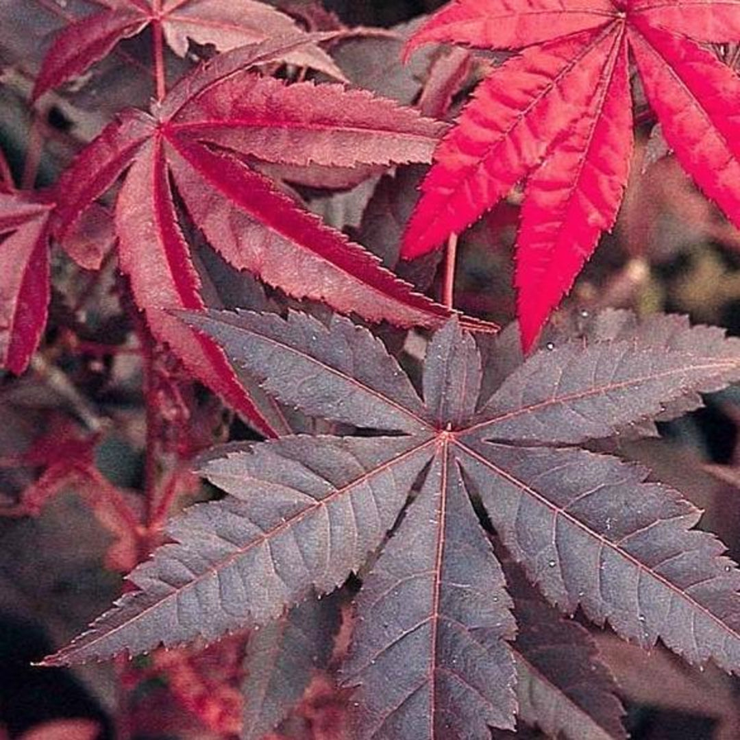 Acer palmatum 'Emperor' Japanese Maple, 7 Gallon Tree