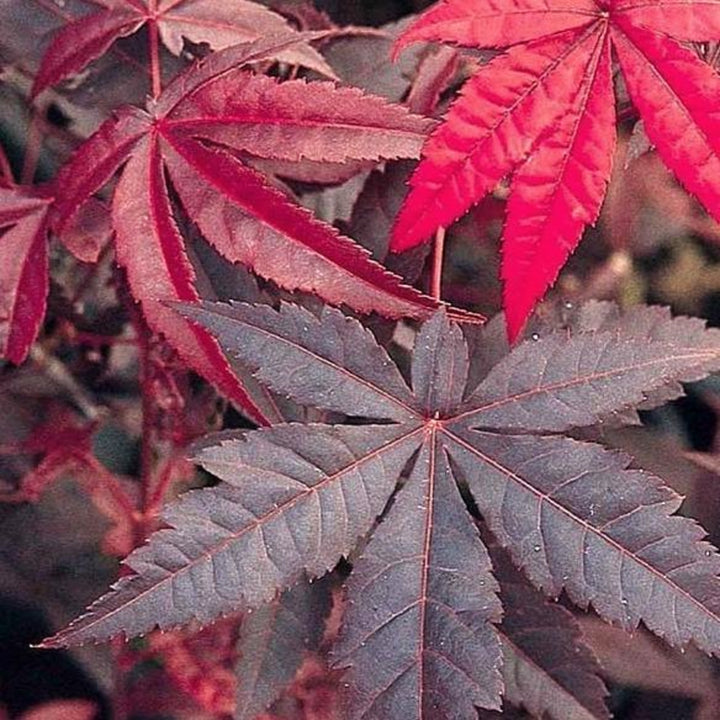 Acer palmatum 'Emperor' Japanese Maple, 7 Gallon Tree