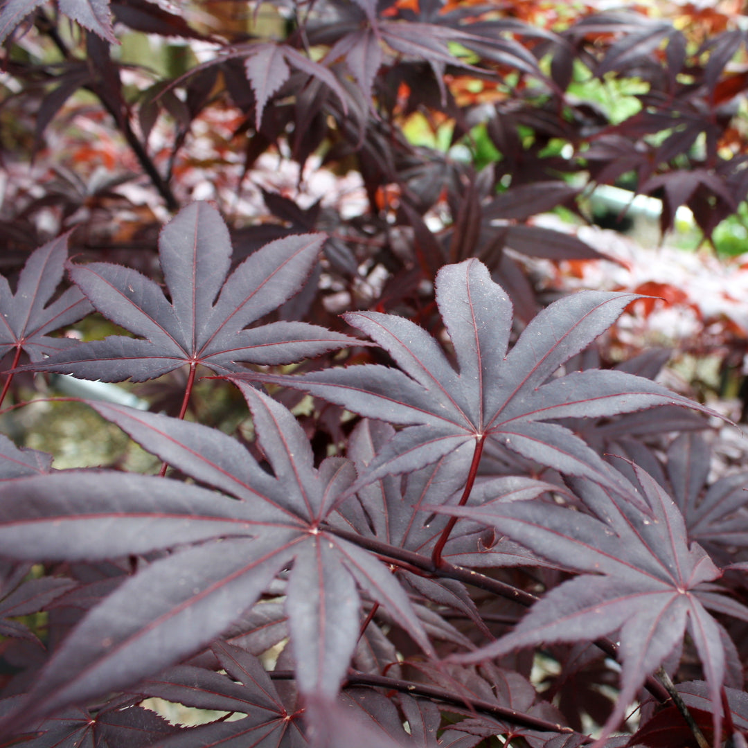 Acer palmatum 'Emperor' Japanese Maple, 7 Gallon Tree