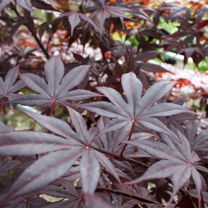 Acer palmatum 'Emperor' Japanese Maple, 7 Gallon Tree