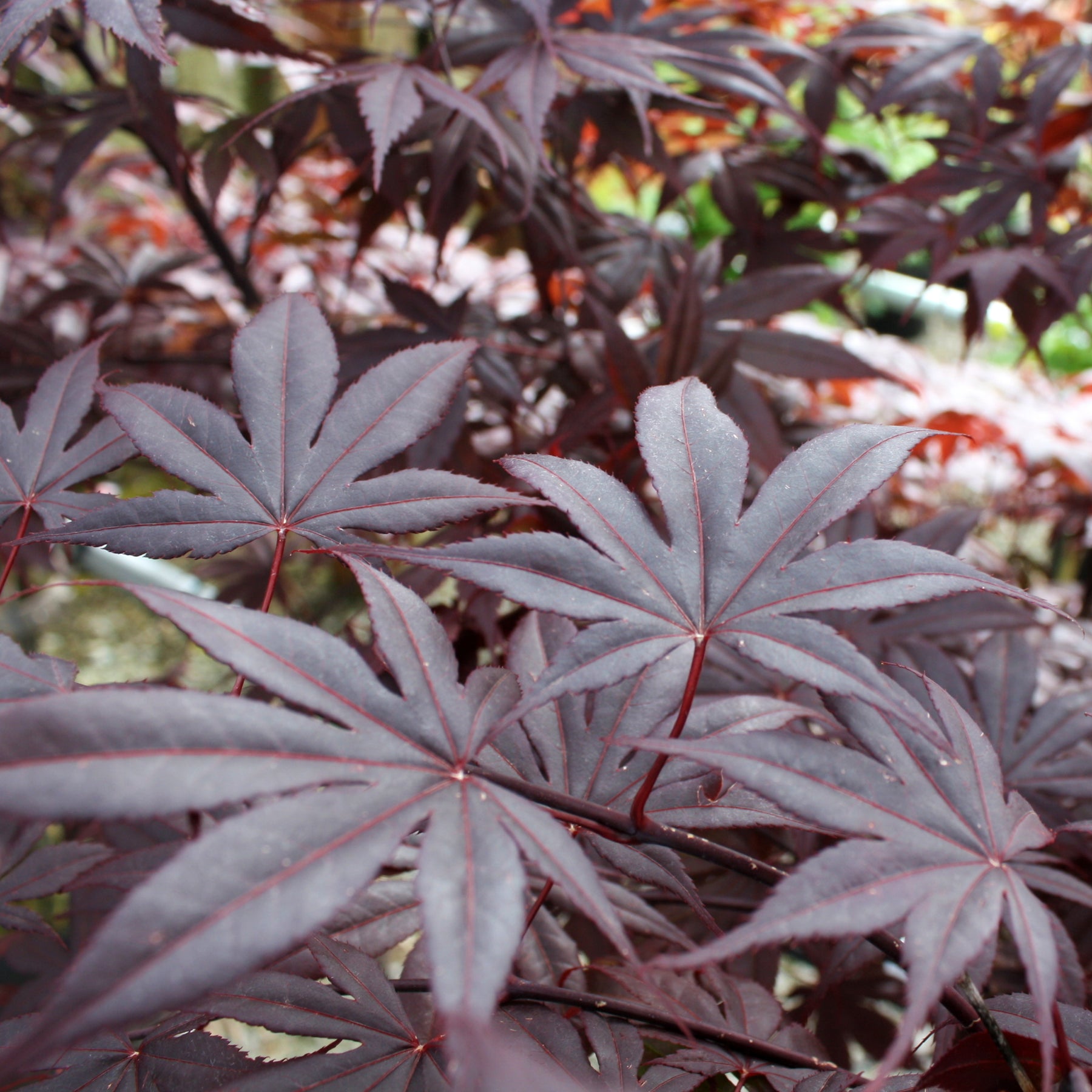 Japanese Maple – Al's Garden & Home