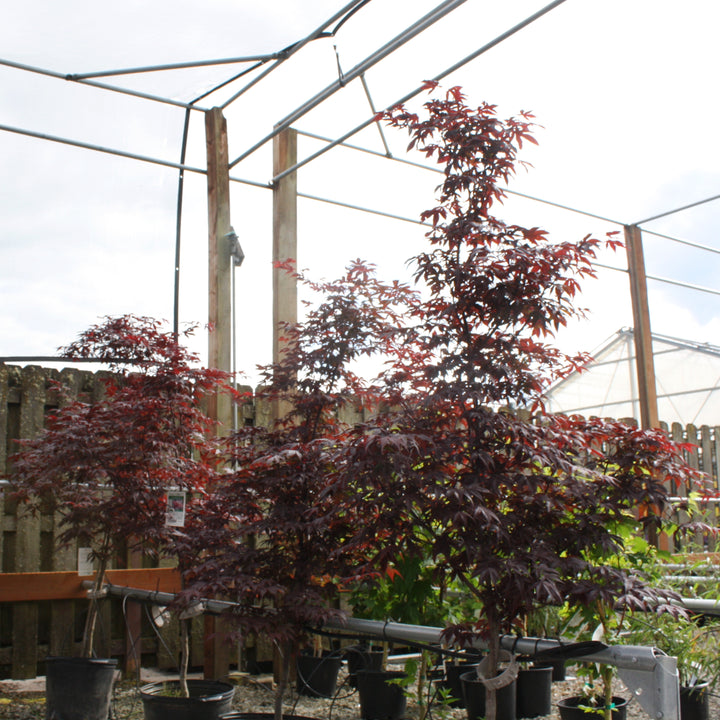 Acer palmatum 'Emperor' Japanese Maple, 7 Gallon Tree