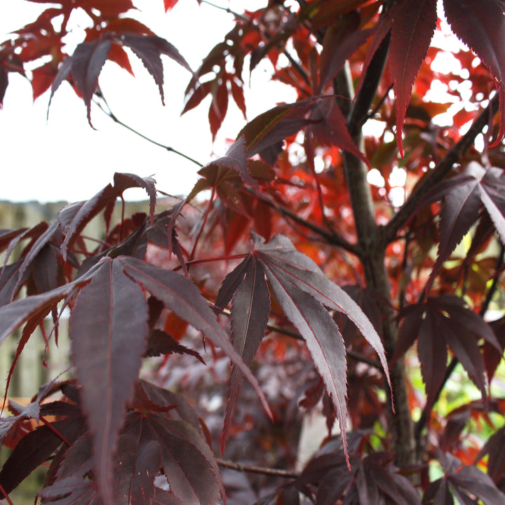 Acer palmatum 'Emperor' Japanese Maple, 7 Gallon Tree