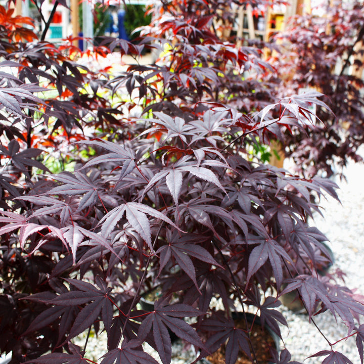 Acer palmatum 'Emperor' Japanese Maple, 7 Gallon Tree