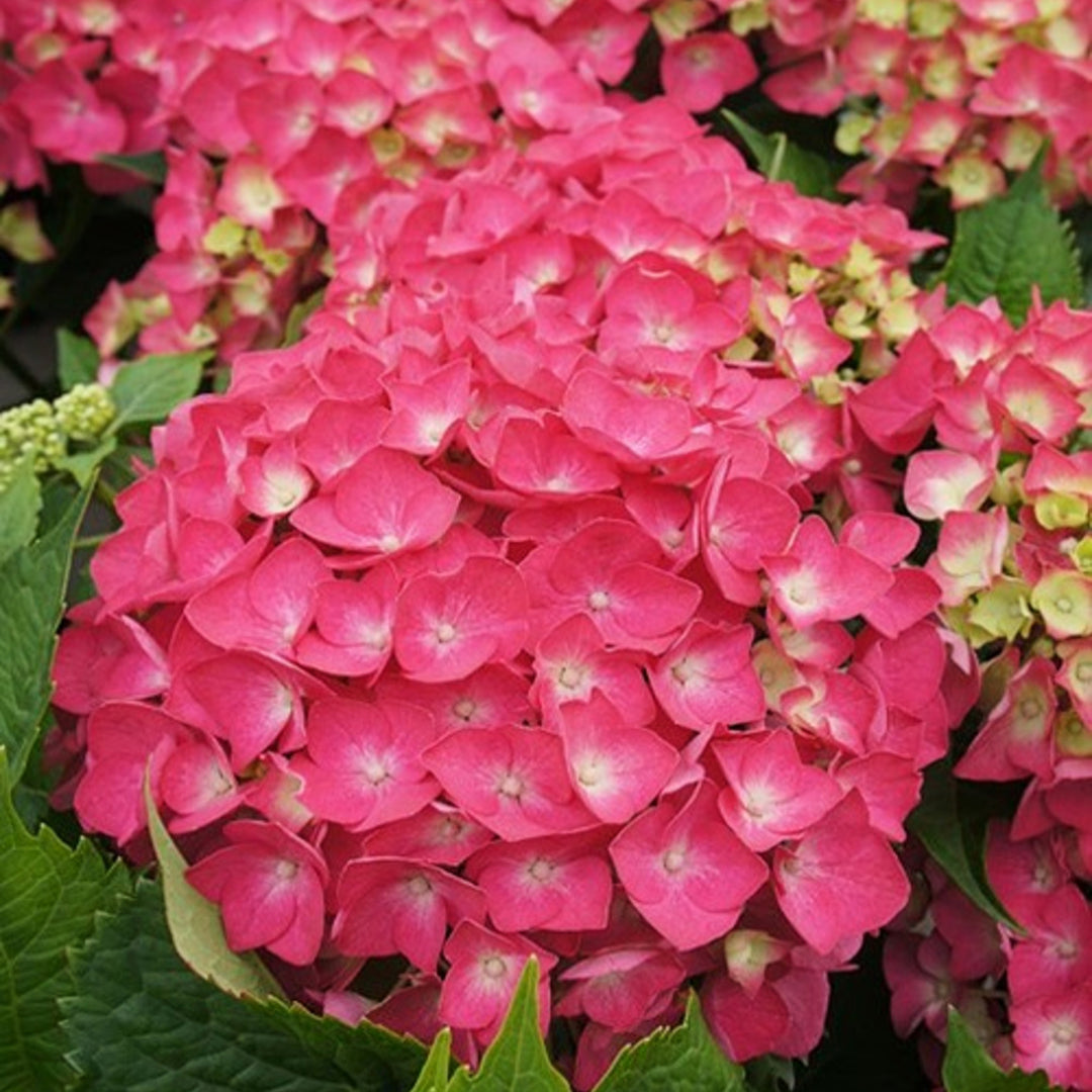 Hydrangea macrophylla 'Leuchtfeuer' Mophead Hydrangea, 2 Gallon Shrub