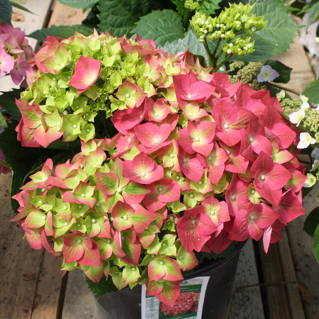Hydrangea macrophylla 'Leuchtfeuer' Mophead Hydrangea, 2 Gallon Shrub