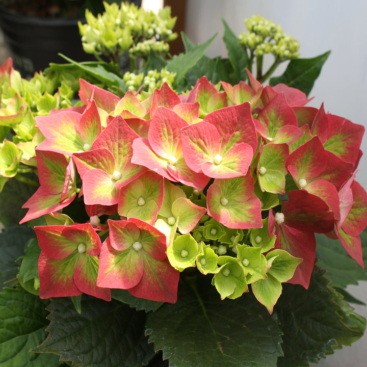 Hydrangea macrophylla 'Leuchtfeuer' Mophead Hydrangea, 2 Gallon Shrub